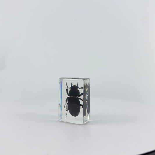 Transparent Resin Encapsulated Insect