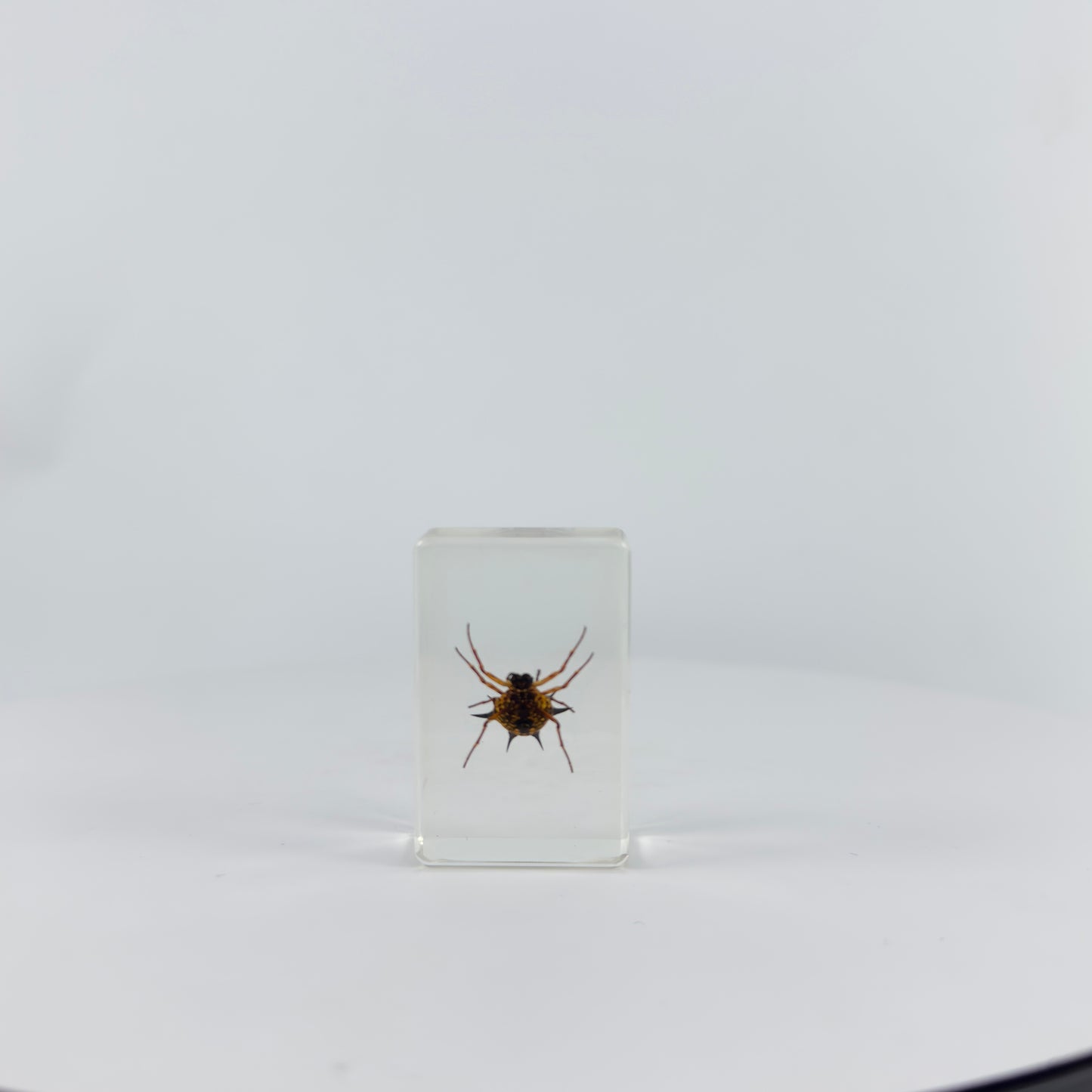 Transparent Resin Encapsulated Insect