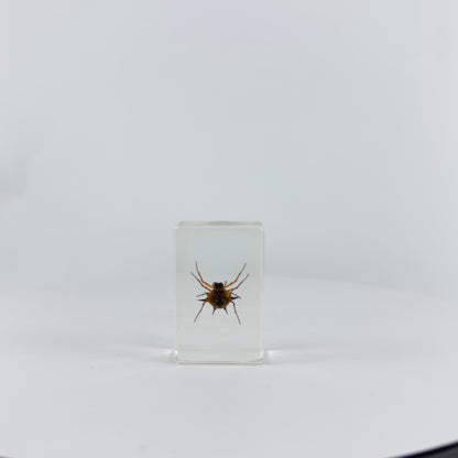 Transparent Resin Encapsulated Insect