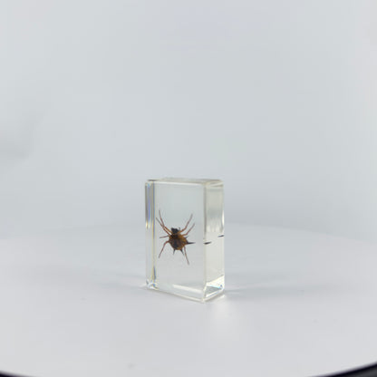 Transparent Resin Encapsulated Insect