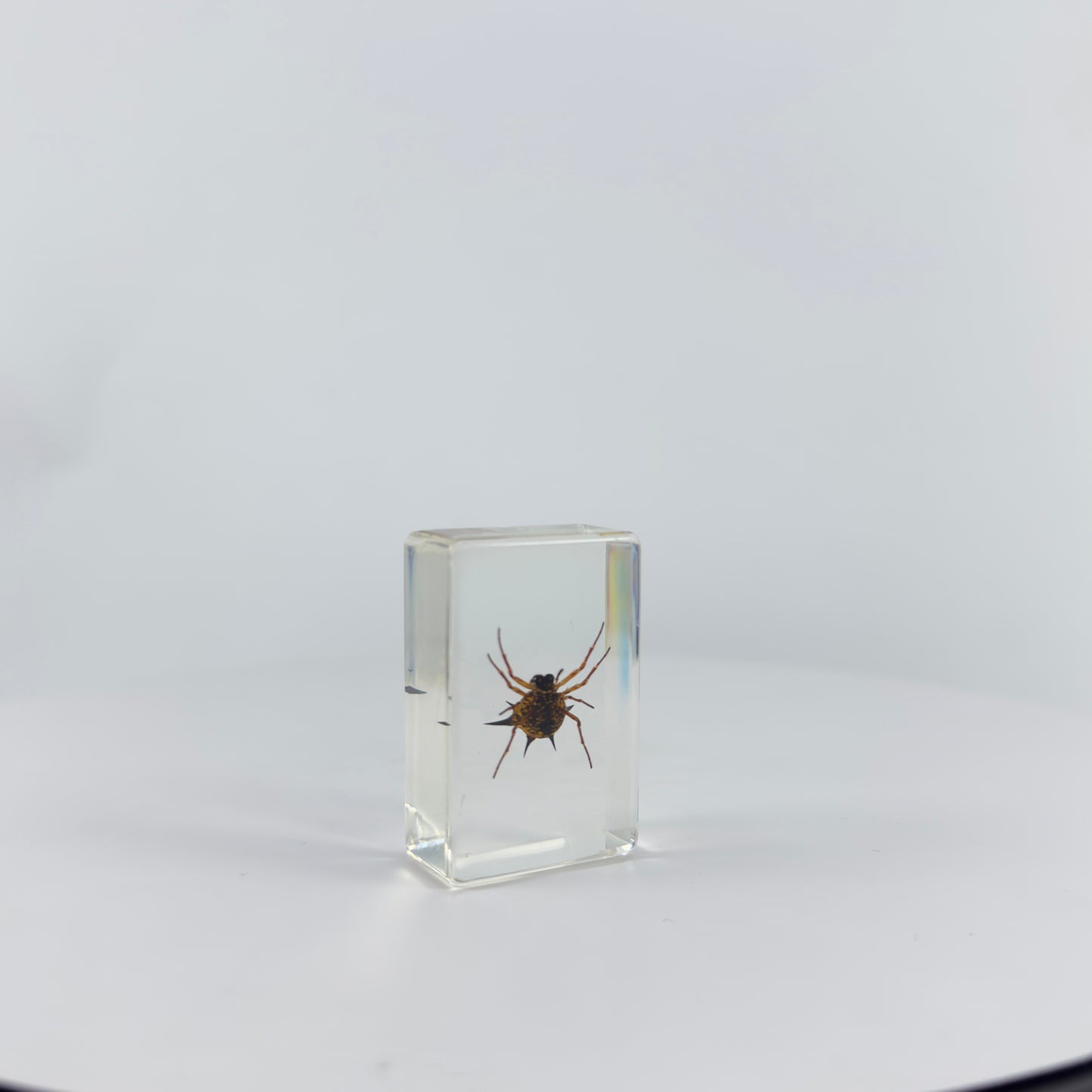 Transparent Resin Encapsulated Insect