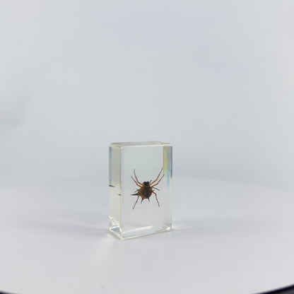 Transparent Resin Encapsulated Insect