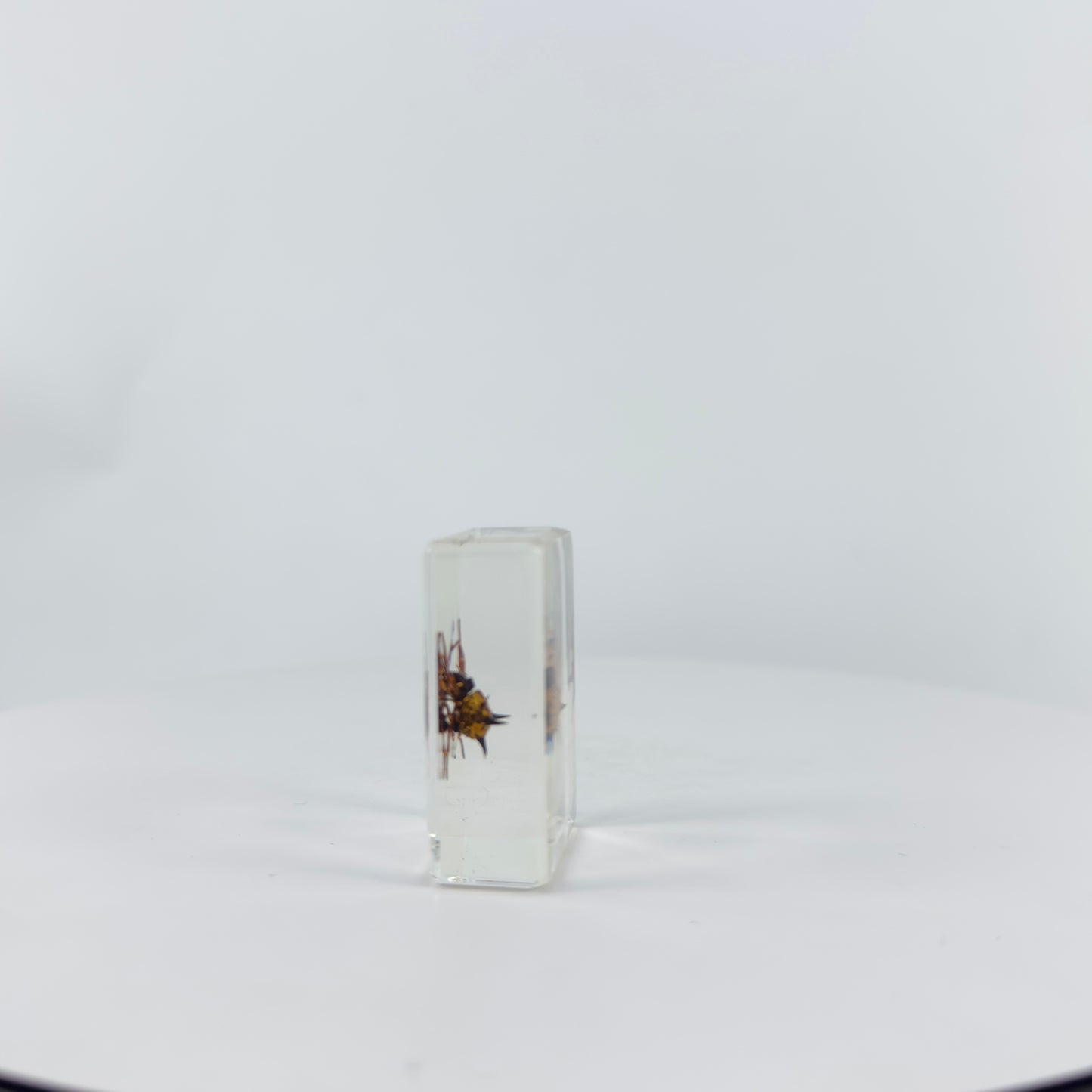 Transparent Resin Encapsulated Insect