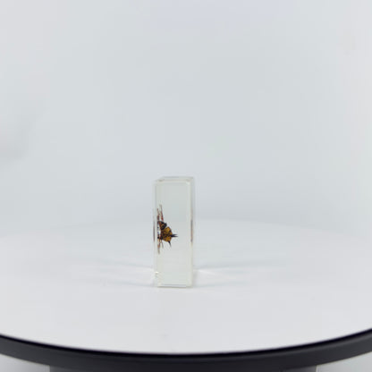 Transparent Resin Encapsulated Insect