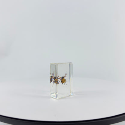 Transparent Resin Encapsulated Insect