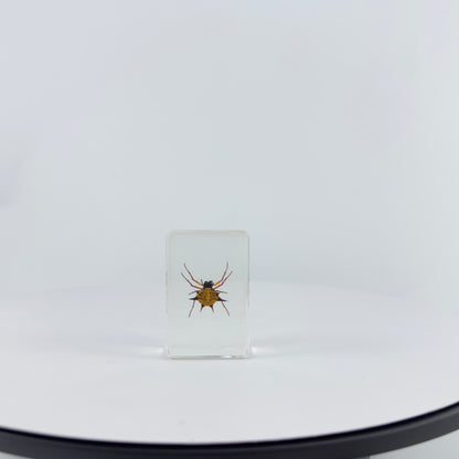 Transparent Resin Encapsulated Insect