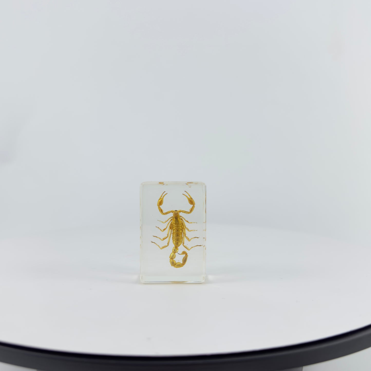 Transparent Resin Encapsulated Scorpion