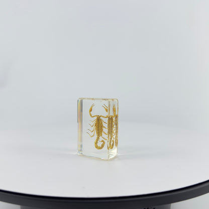 Transparent Resin Encapsulated Scorpion