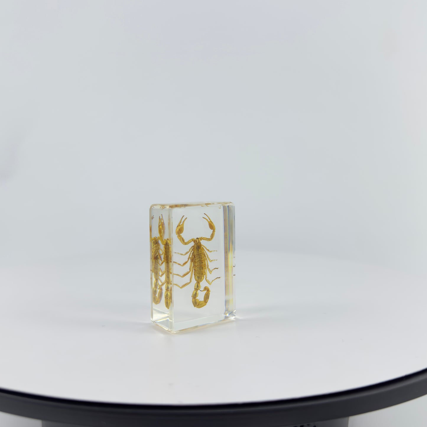 Transparent Resin Encapsulated Scorpion