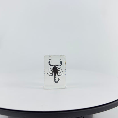 Transparent Resin Encapsulated Scorpion