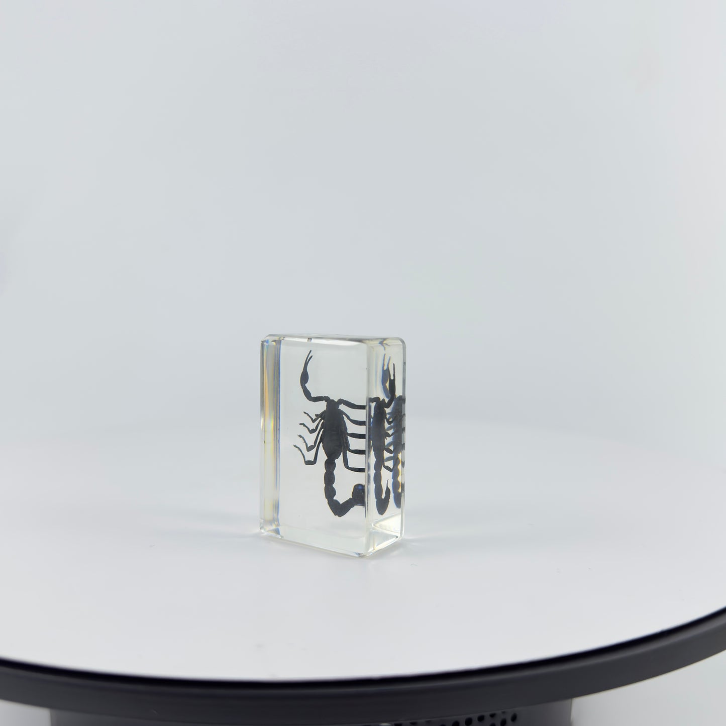 Transparent Resin Encapsulated Scorpion