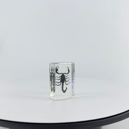 Transparent Resin Encapsulated Scorpion