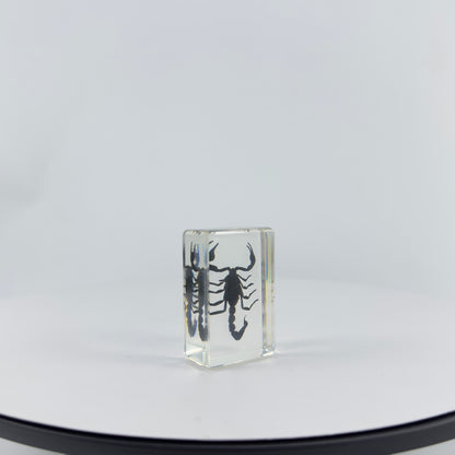 Transparent Resin Encapsulated Scorpion