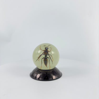 Transparent Resin Encapsulated Bee with Night Light