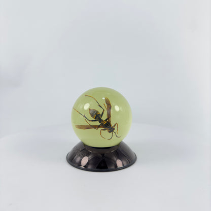 Transparent Resin Encapsulated Bee with Night Light