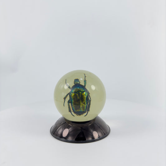 Transparent Resin Encapsulated Insect with Night Light