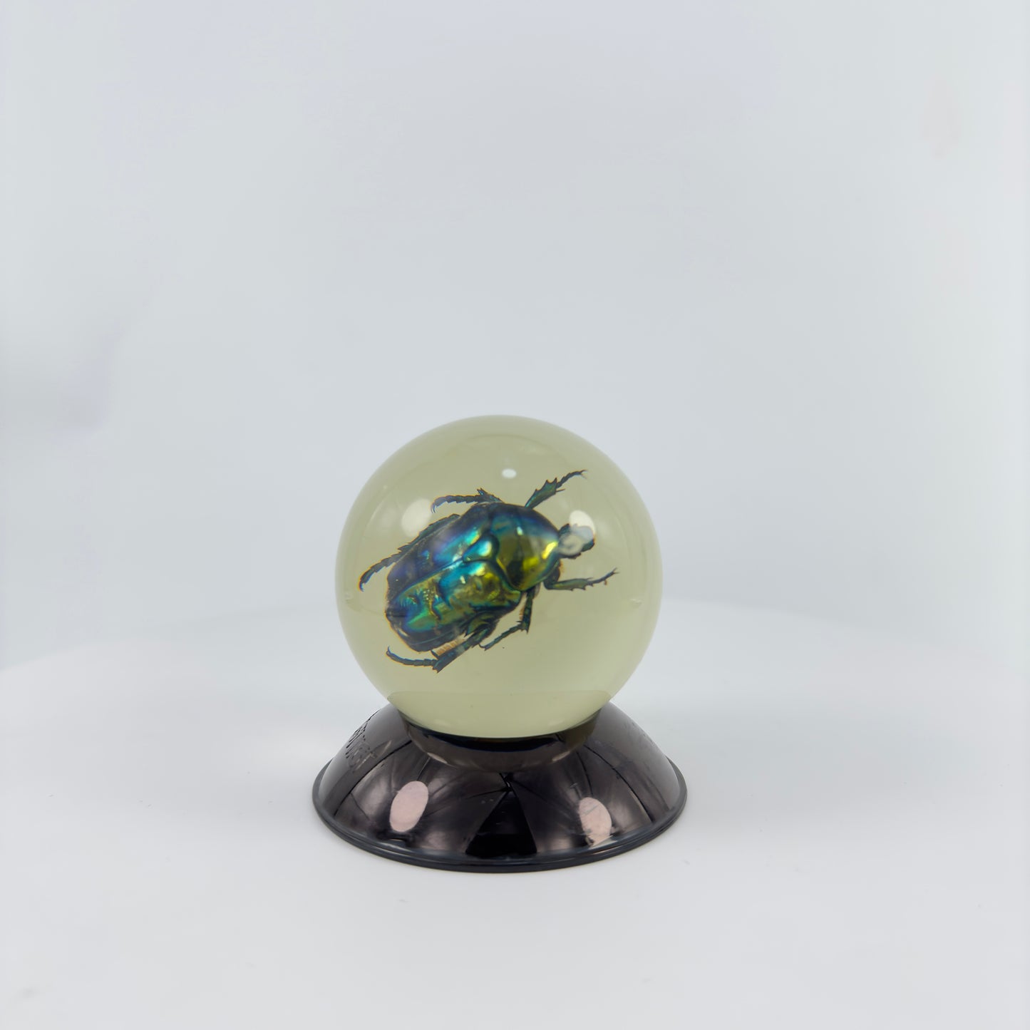 Transparent Resin Encapsulated Insect with Night Light