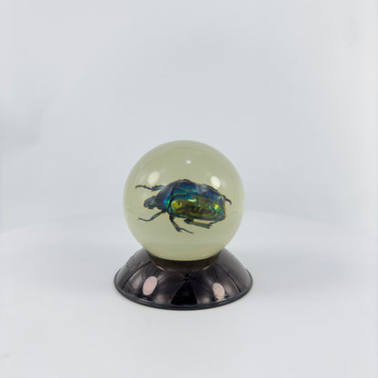 Transparent Resin Encapsulated Insect with Night Light