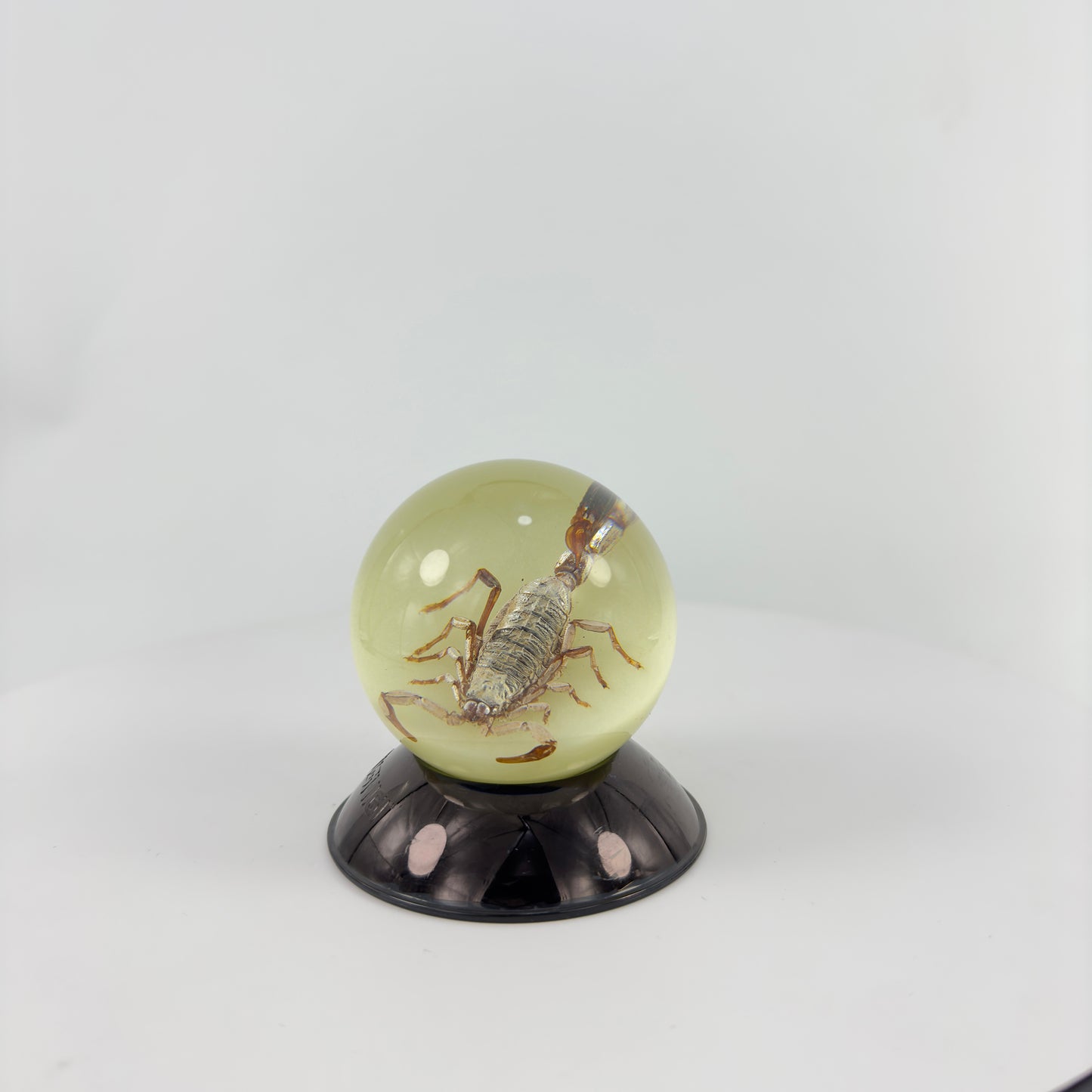 Transparent Resin Encapsulated Insect with Night Light