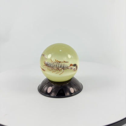 Transparent Resin Encapsulated Insect with Night Light