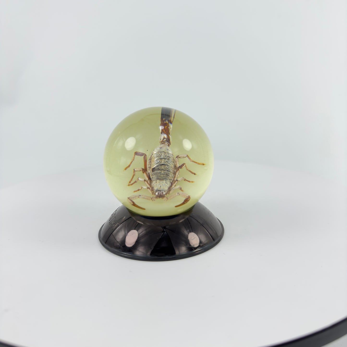 Transparent Resin Encapsulated Insect with Night Light