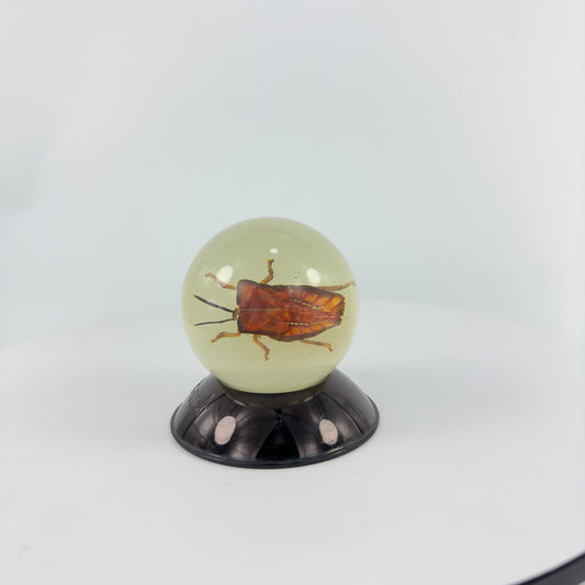 Transparent Resin Encapsulated Bee with Night Light