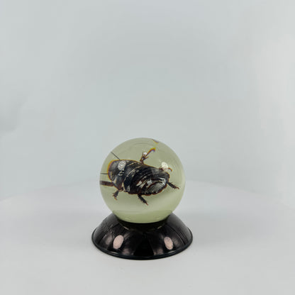 Transparent Resin Encapsulated Insect with Night Light