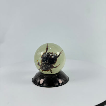 Transparent Resin Encapsulated Insect with Night Light