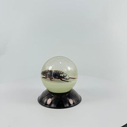 Transparent Resin Encapsulated Insect with Night Light