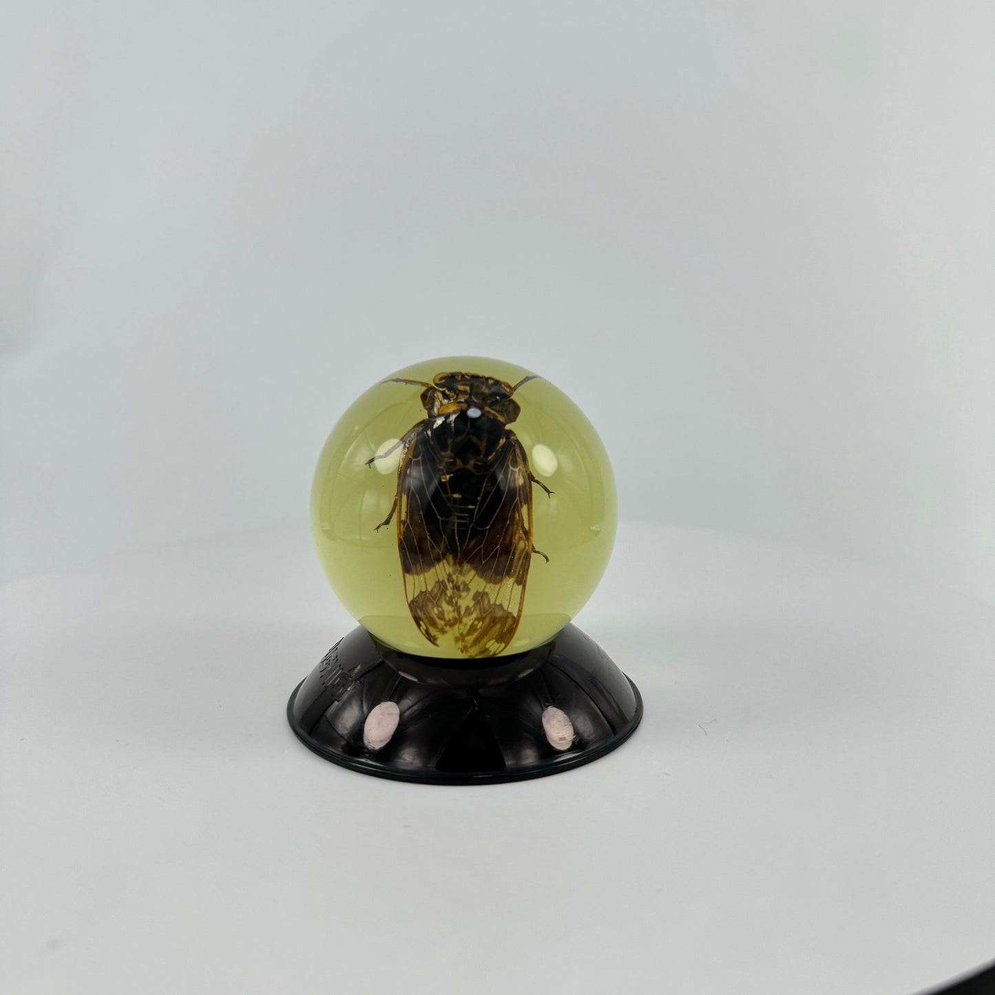 Transparent Resin Encapsulated Cicada with Night Light