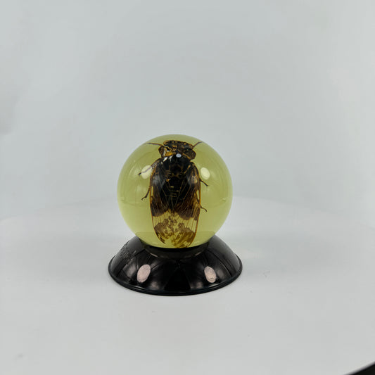 Transparent Resin Encapsulated Cicada with Night Light