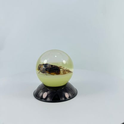 Transparent Resin Encapsulated Cicada with Night Light