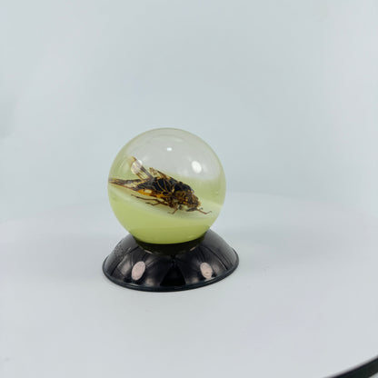 Transparent Resin Encapsulated Cicada with Night Light