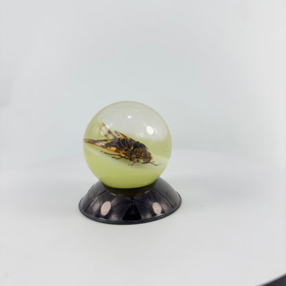 Transparent Resin Encapsulated Cicada with Night Light