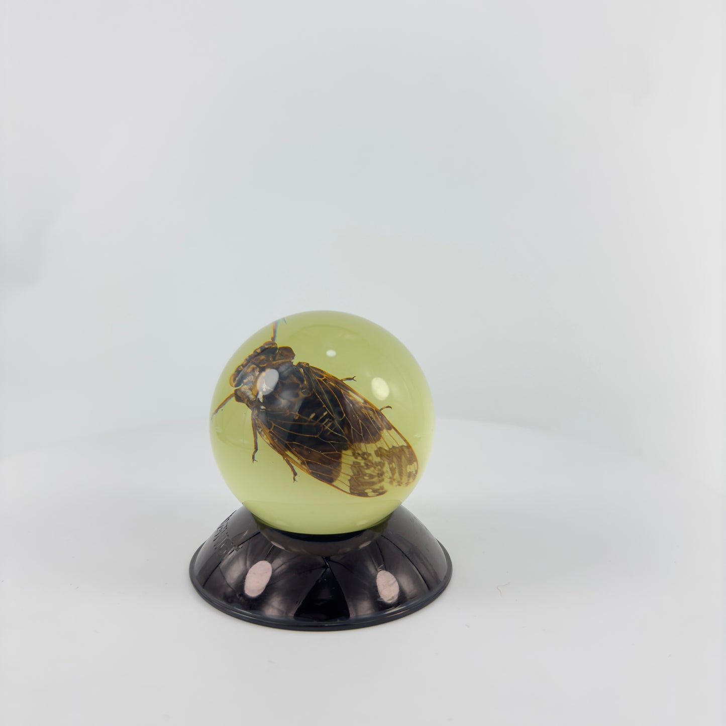 Transparent Resin Encapsulated Cicada with Night Light