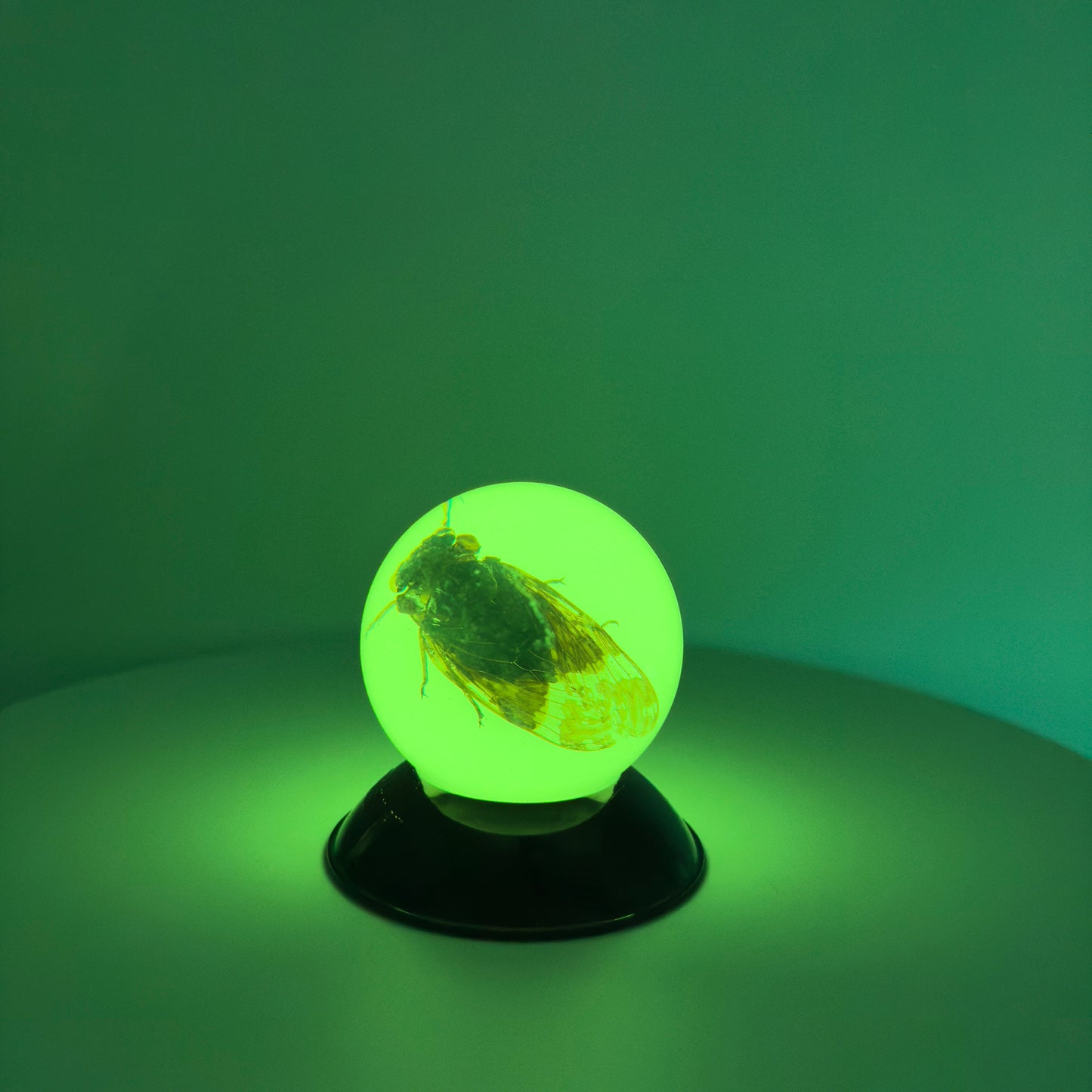 Transparent Resin Encapsulated Cicada with Night Light