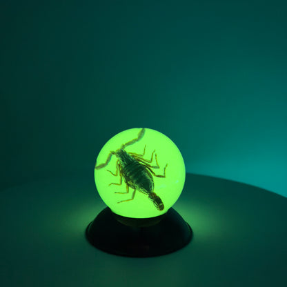 Transparent Resin Encapsulated Insect with Night Light