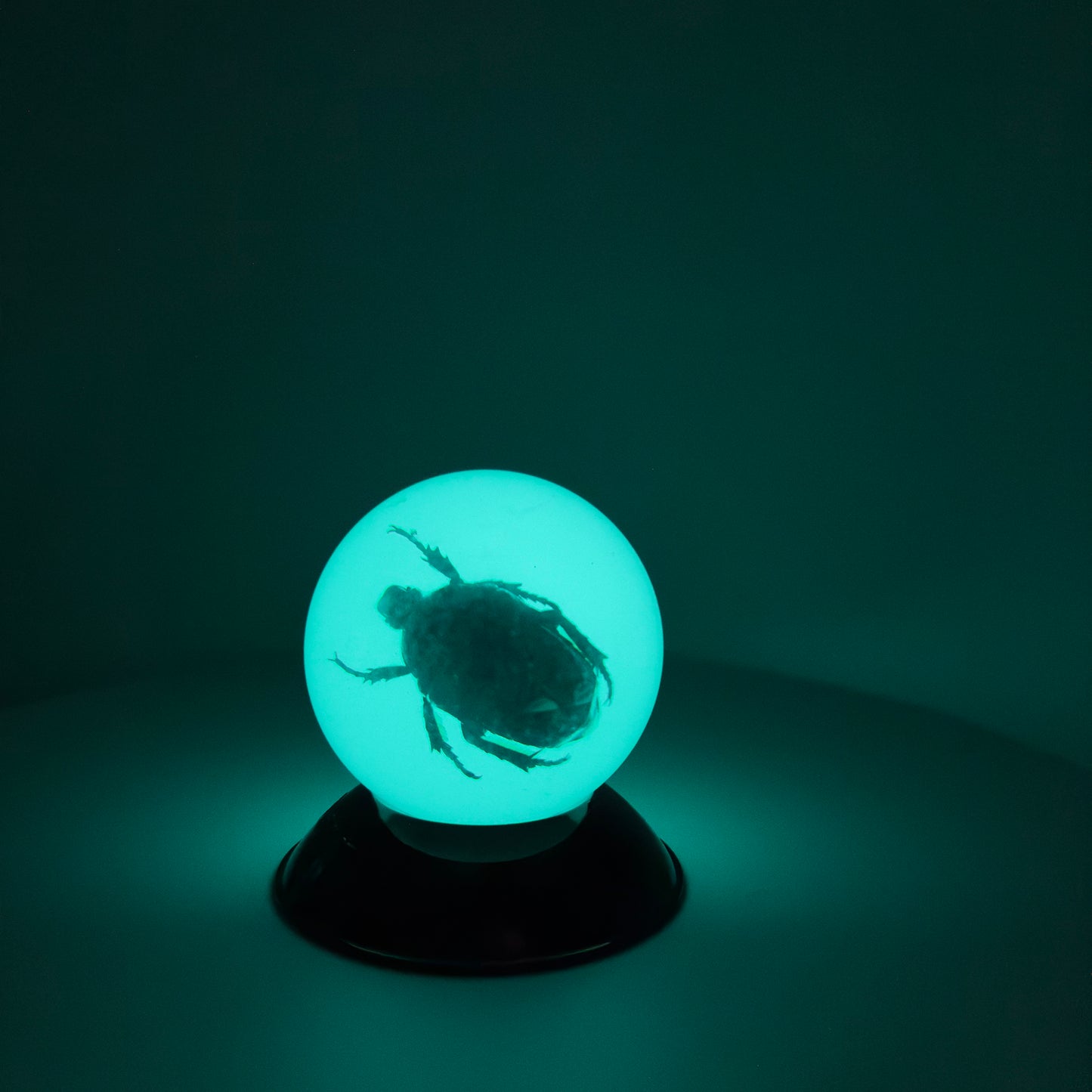 Transparent Resin Encapsulated Insect with Night Light