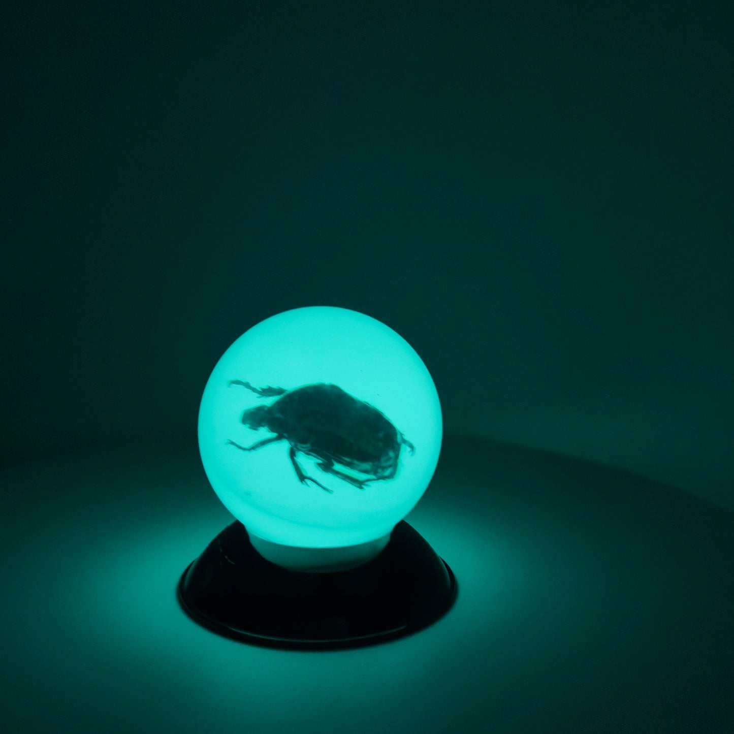 Transparent Resin Encapsulated Insect with Night Light