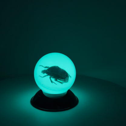 Transparent Resin Encapsulated Insect with Night Light