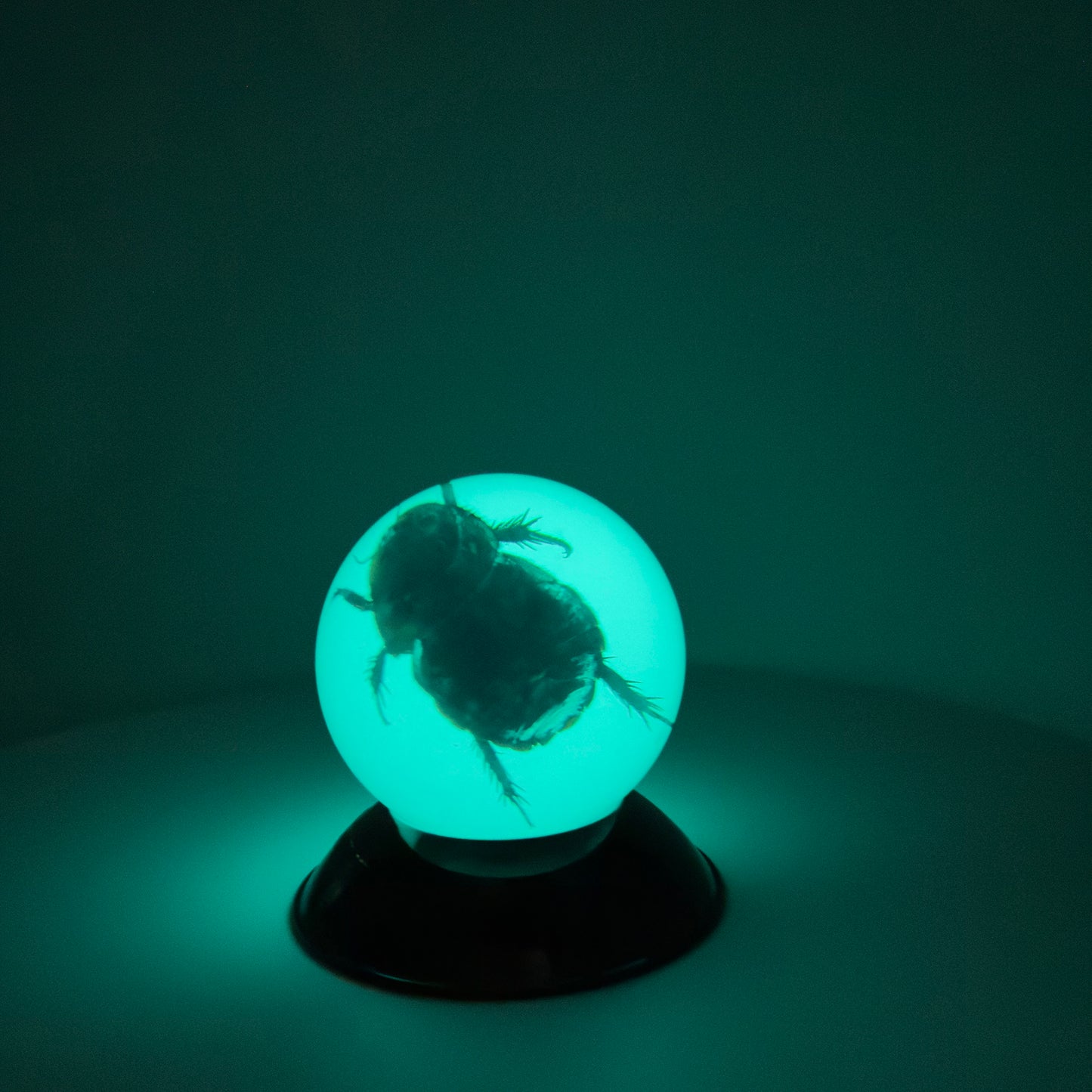 Transparent Resin Encapsulated Insect with Night Light