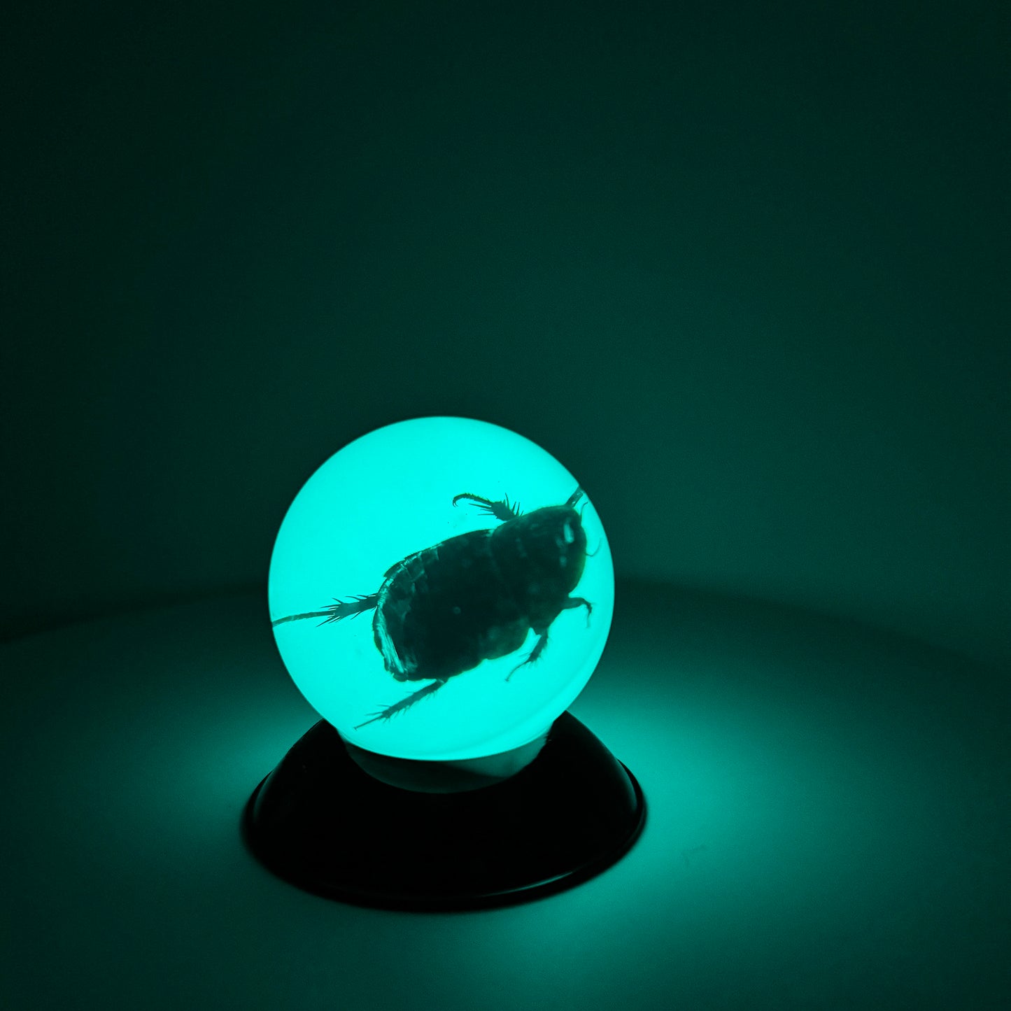 Transparent Resin Encapsulated Insect with Night Light