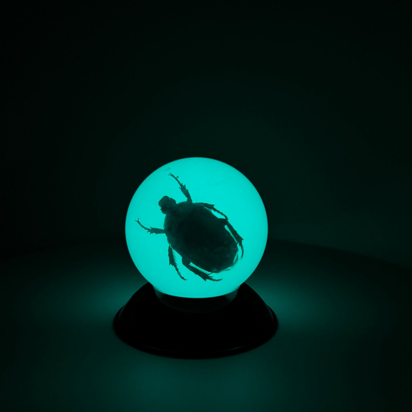 Transparent Resin Encapsulated Insect with Night Light