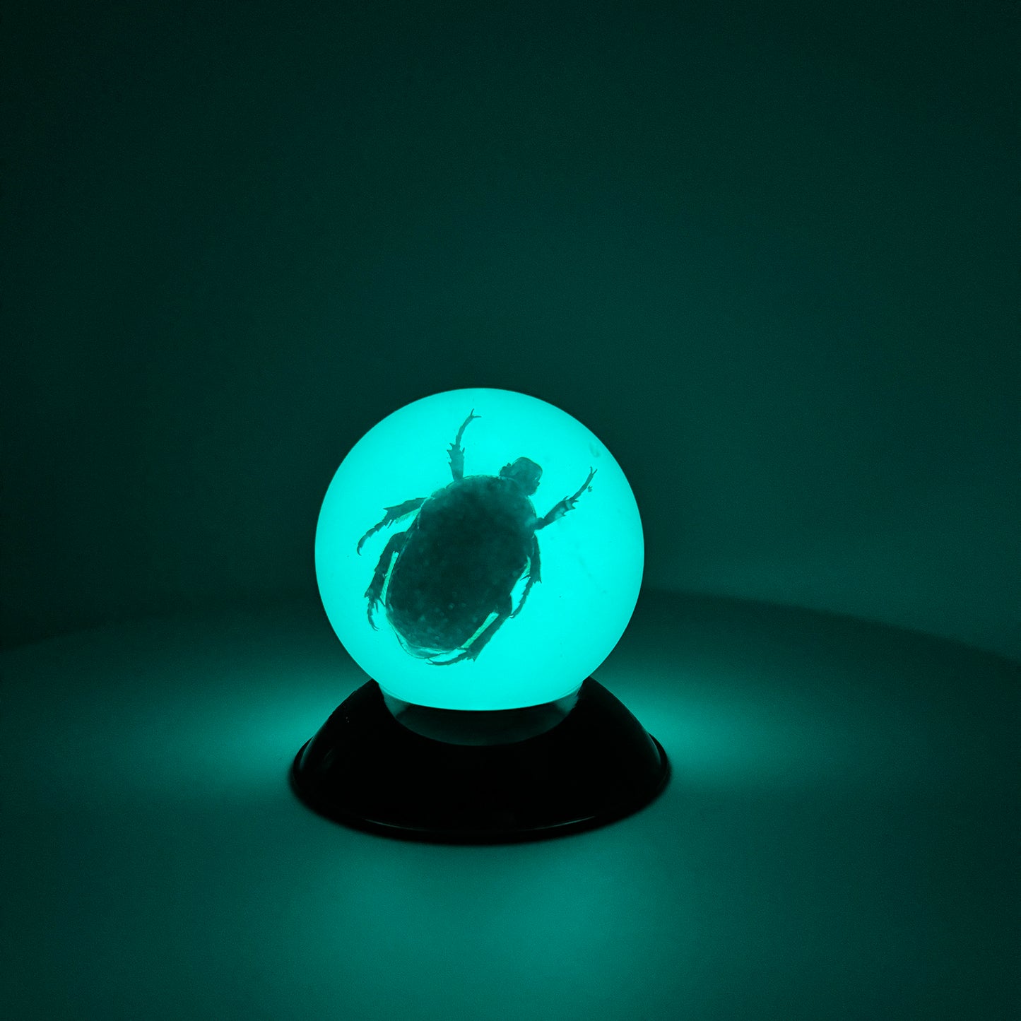 Transparent Resin Encapsulated Insect with Night Light